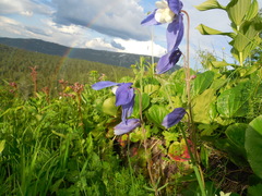 Aquilegia jucunda