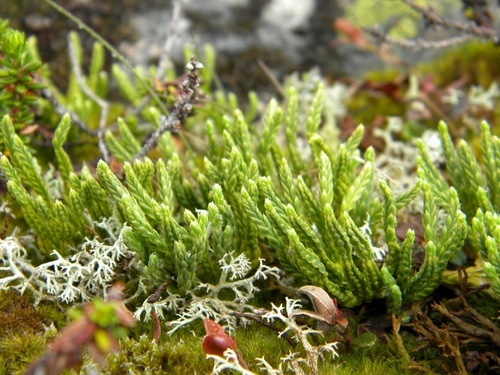 Lycopodium alpinum iNat (2)