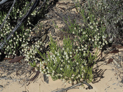 Erica senilis