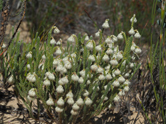 Erica senilis