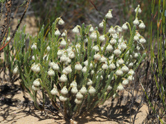 Erica senilis