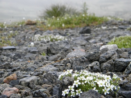 Tundra Sandwort