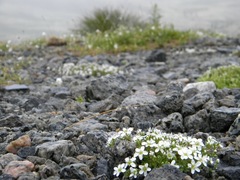 Arenaria pseudofrigida