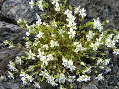 Arenaria pseudofrigida
