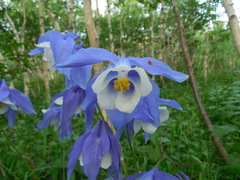 Aquilegia jucunda