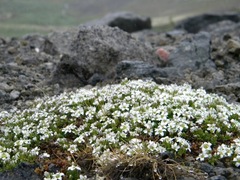 Arenaria pseudofrigida