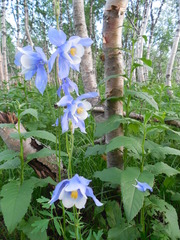 Aquilegia jucunda