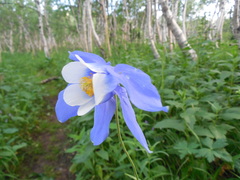 Aquilegia jucunda