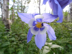 Aquilegia jucunda