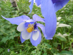 Aquilegia jucunda