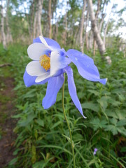 Aquilegia jucunda