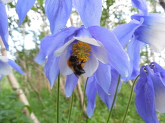 Aquilegia jucunda