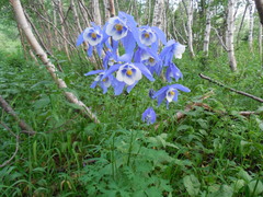 Aquilegia jucunda