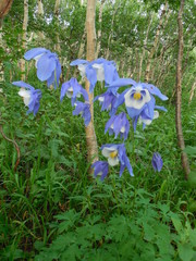 Aquilegia jucunda