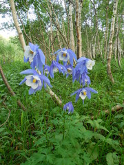 Aquilegia jucunda
