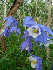 Aquilegia jucunda