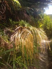 Miscanthus nepalensis