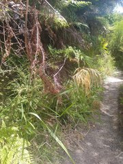 Miscanthus nepalensis