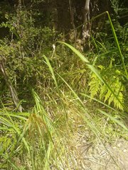 Miscanthus nepalensis