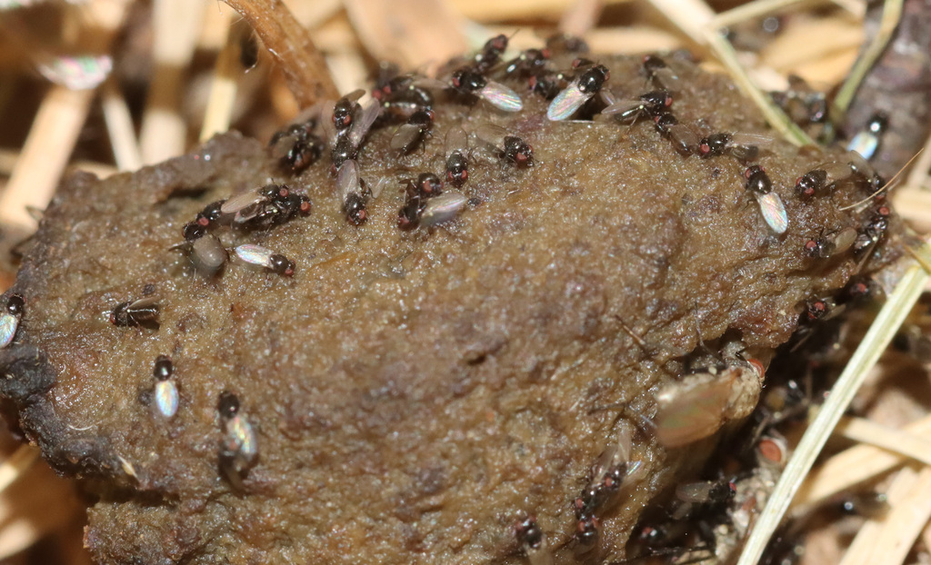 Acalyptrate Flies From Mangualde Da Serra, 6290 Gouveia, Portugal On 