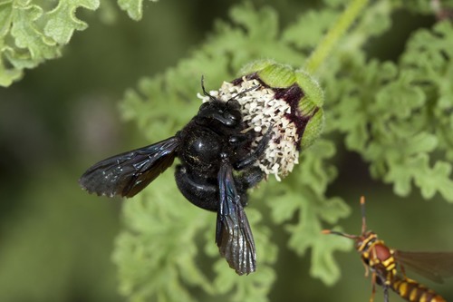 Galápagos carpenter bee