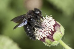 Xylocopa darwini