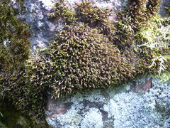 Schistidium apocarpum