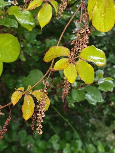 Dioscorea bemarivensis