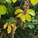 Dioscorea bemarivensis - Photo (c) feno,  זכויות יוצרים חלקיות (CC BY-NC), הועלה על ידי feno