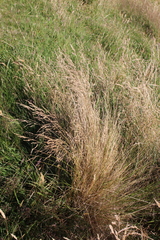 Poa cita