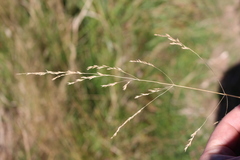 Poa cita