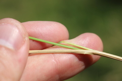 Poa cita