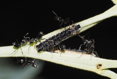 Pseudalmenus chlorinda