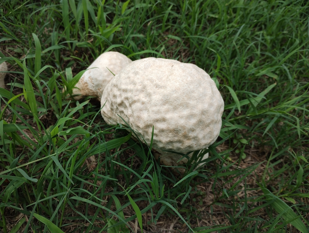 Calvatia lilacina · July 2023 · photo: © chenyanjie (iNaturalist, cc-by)