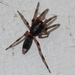 Eastern White-tail Spider - Photo (c) Kyle Bland, some rights reserved (CC BY-NC), uploaded by Kyle Bland