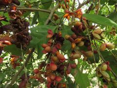 Guioa acutifolia