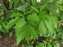 Guioa acutifolia