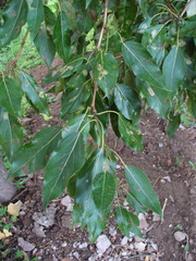 Populus longifolia