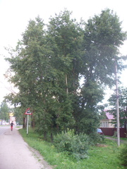Populus longifolia