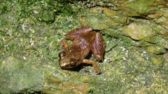 Arthroleptis xenodactyloides