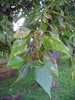Populus × sibirica - Photo (c) Eduard Garin, some rights reserved (CC BY-NC), uploaded by Eduard Garin