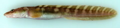 Polar Eelpout photo 1
