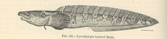 Polar Eelpout photo 2