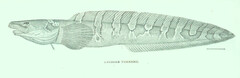 Polar Eelpout photo 3