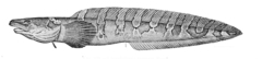 Polar Eelpout photo 4