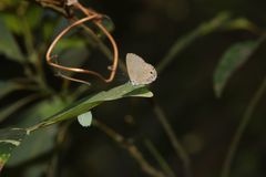 Jamides bochus formosanus