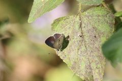 Megisba malaya sikkima