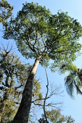 Aspidosperma australe