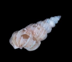 Epitoniidae