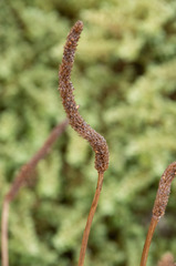 Plantago lanceolata